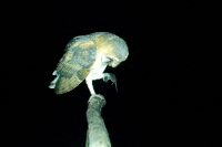 65670 Tyto alba (Barbagianni)
